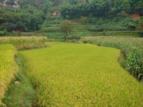 土壤重金屬檢測儀