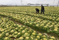 土壤快速分析儀在園藝種植中的應用